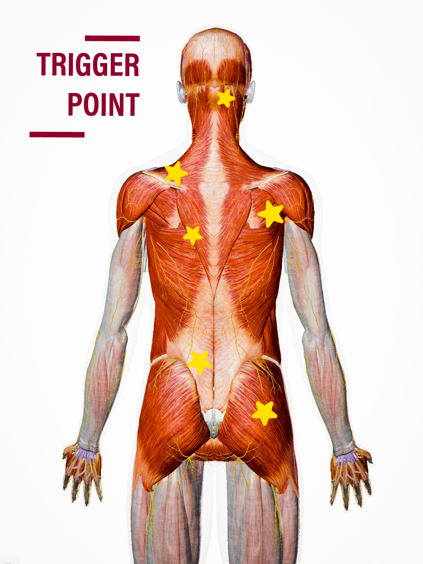 横浜 鍼灸 美容鍼 トリガーポイント療法専門 feel横浜本院