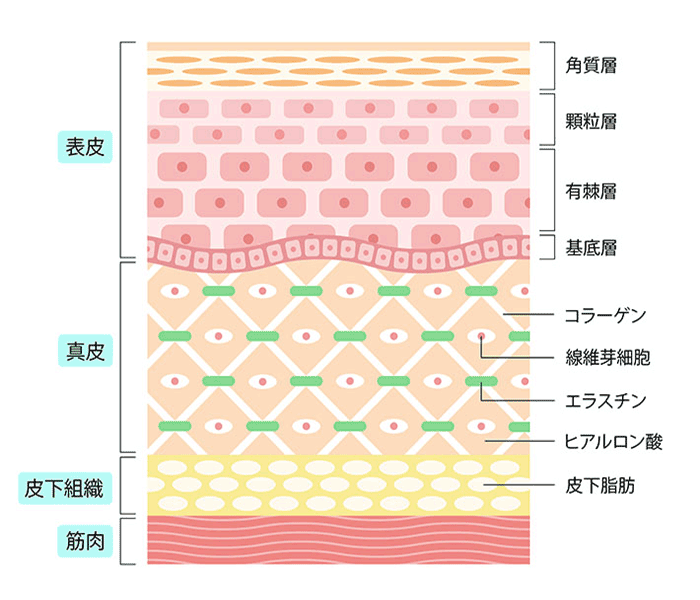 科学に裏付けられた効果