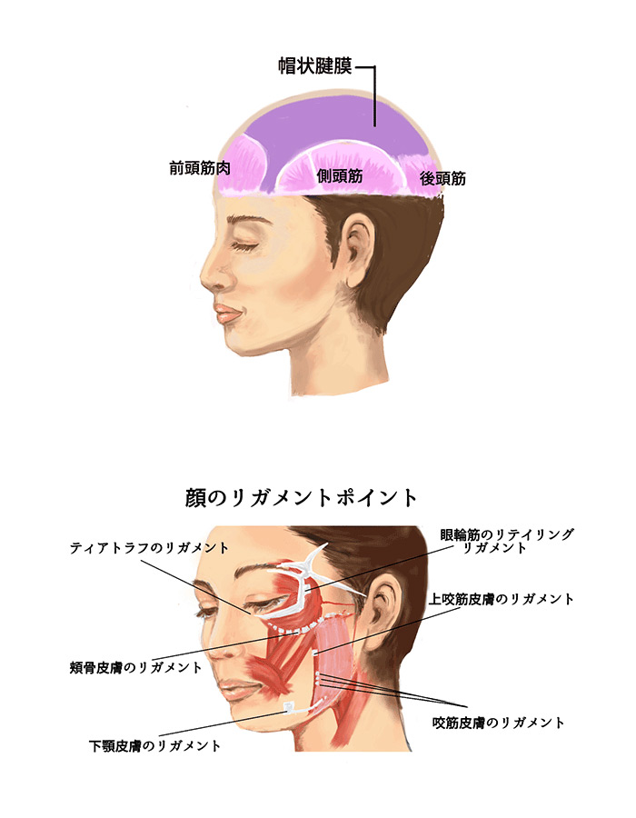 帽状腱膜へのアプローチでリフトアップ