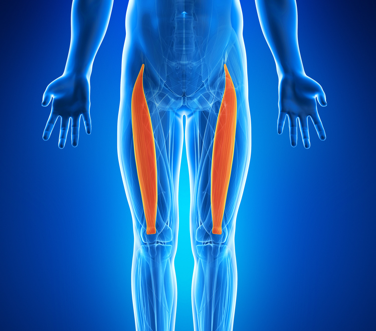 治療対象となる主な筋肉