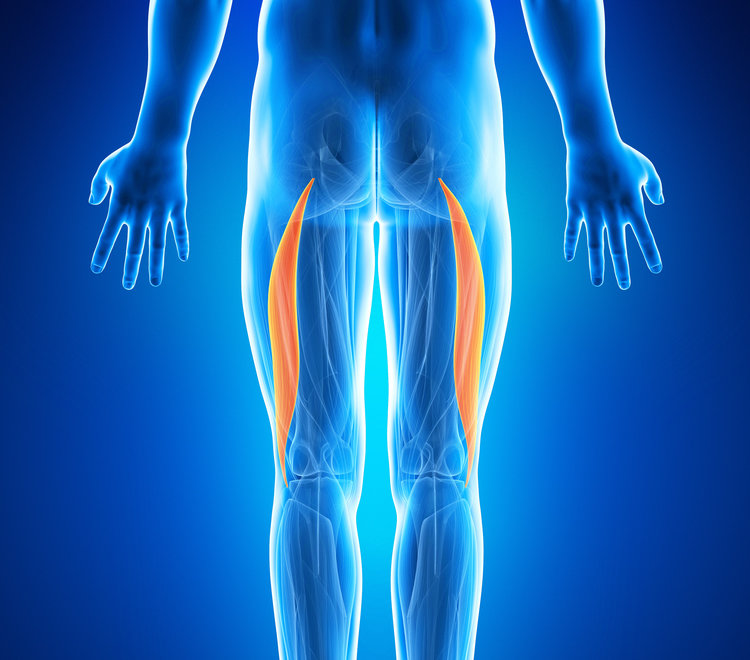 治療対象となる主な筋肉