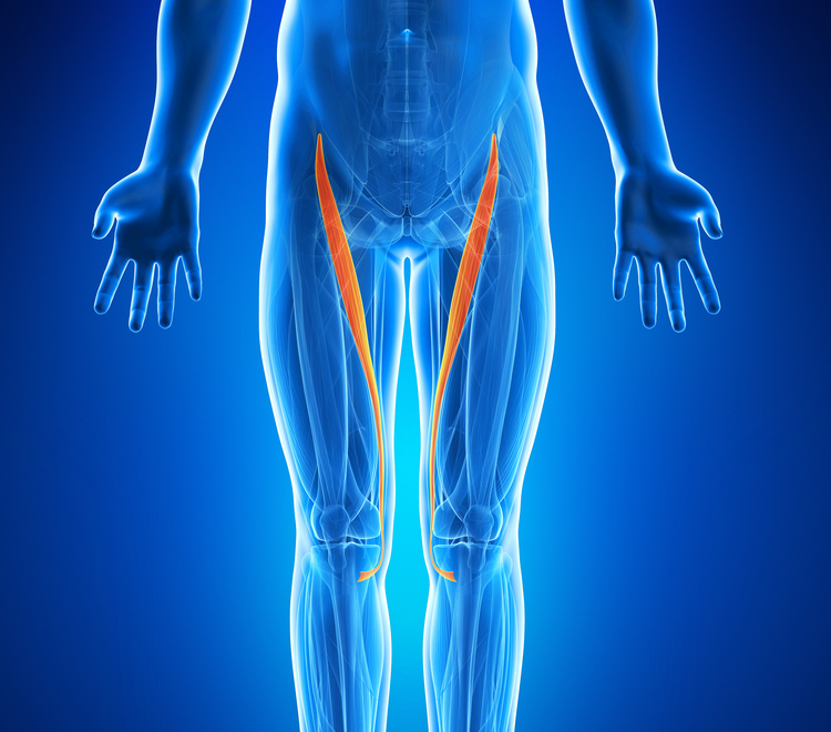 治療対象となる主な筋肉