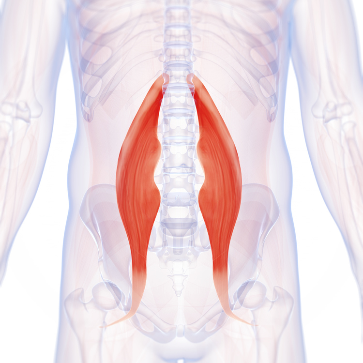 治療対象となる主な筋肉