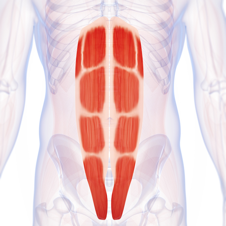 治療対象となる主な筋肉
